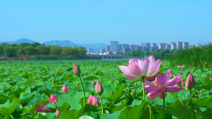 济南华山历史文化湿地公园：荷花映日红 美景如画来