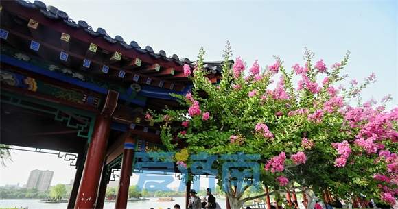 濟南大明湖畔“夏紫薇”盛夏迎風開