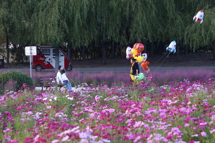 濟南商河郊野公園，浪漫花海美如仙境