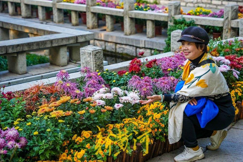 “泉”在济南享金秋｜菊香溢泉城！共赴一场秋日赏菊之约吧