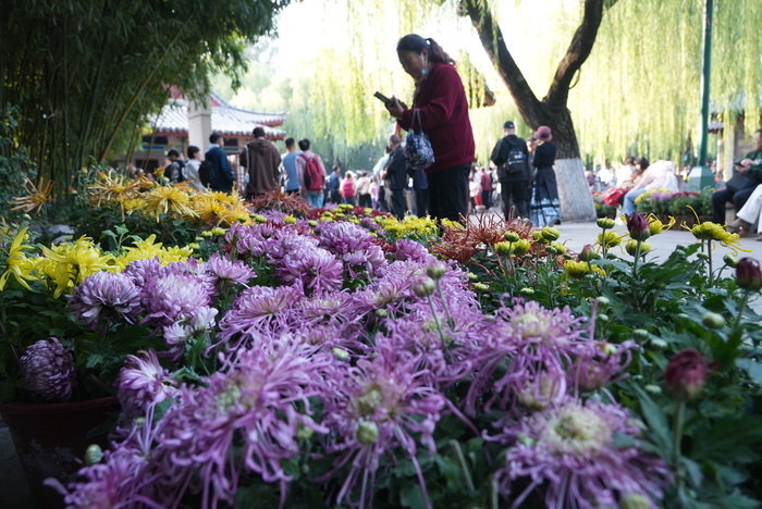 济南趵突泉开启“花海模式” 6万余盆菊花争相绽放