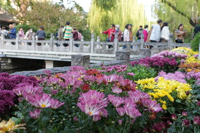 济南趵突泉开启“花海模式” 6万余盆菊花争相绽放