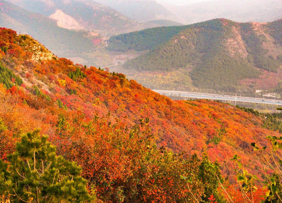 济南市区红叶集中观赏圣地，南外环蚰蜒山红彤彤一片