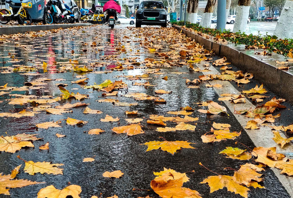 一场冬雨催得济南街头落叶纷纷