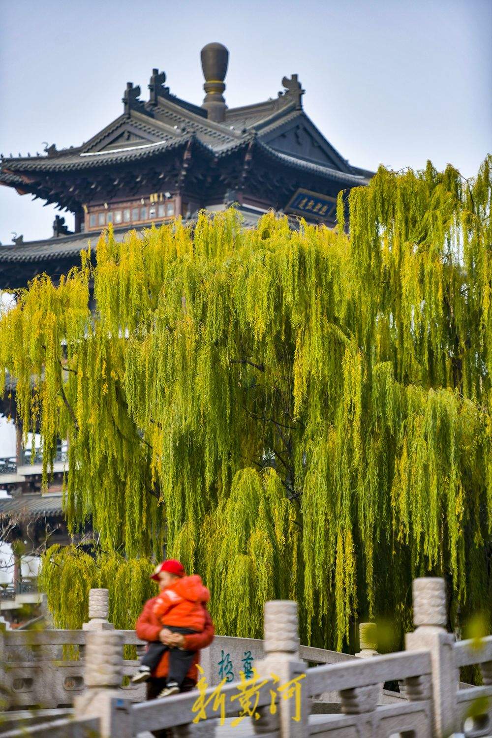 初冬暖阳里，大明湖畔垂柳色彩如画