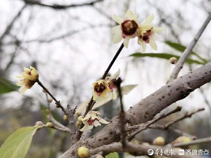 冬至将至，济南蜡梅迎寒怒放香气飘飘