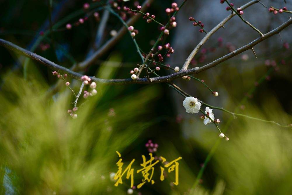 遇见“梅”好！济南泉畔白梅盛开