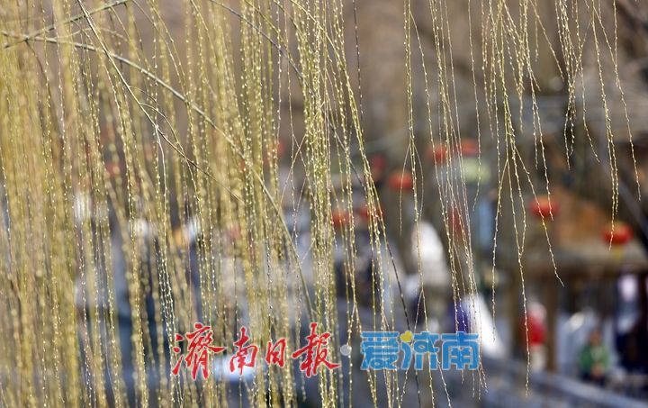 迎春花开，垂柳吐绿 春天气息挡不住了