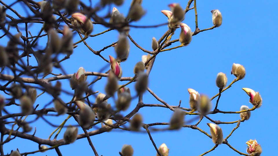 泉畔报春第一枝，趵突泉边的玉兰比去年早开了5天