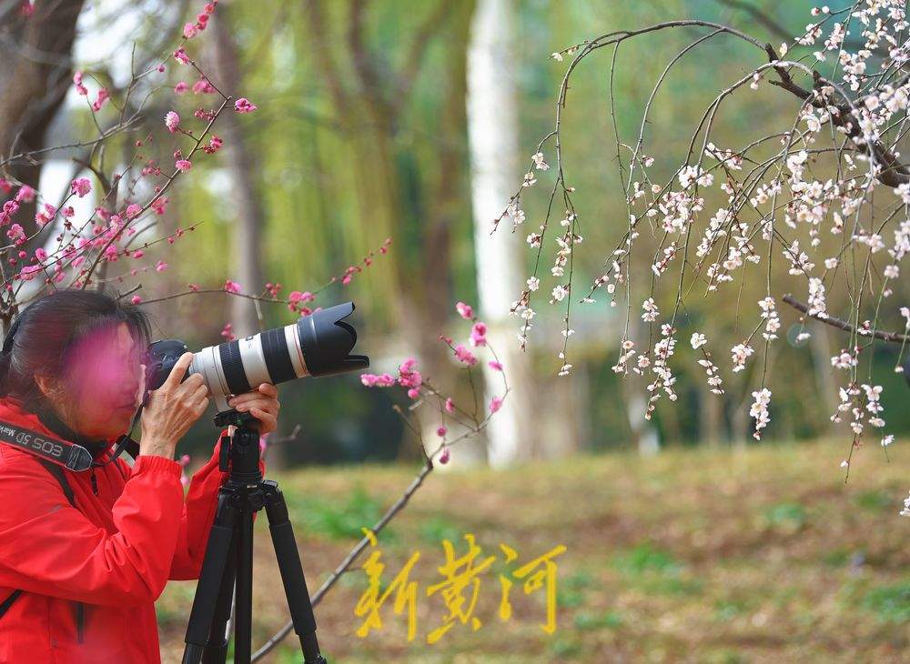 泉城公园碧桃花竞相绽放，引游人打卡拍照