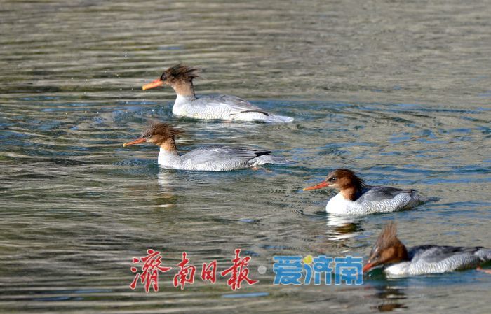 “鸟中大熊猫”中华秋沙鸭现身济南！连续七年“到访”锦绣川水库