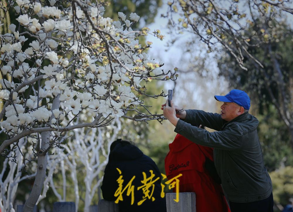 大明湖得月亭玉兰怒放清香怡人