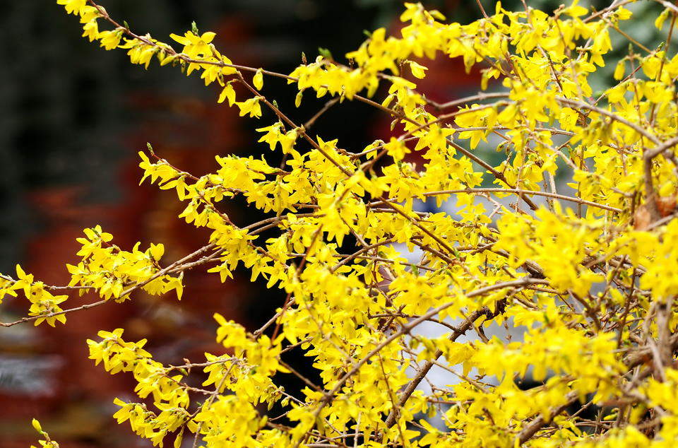 济南春日金色画卷：连翘花与迎春花争艳