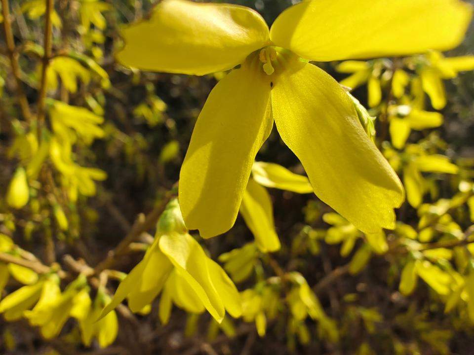 济南春日金色画卷：连翘花与迎春花争艳