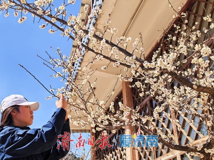 济南红叶谷梅花进入最佳观赏期