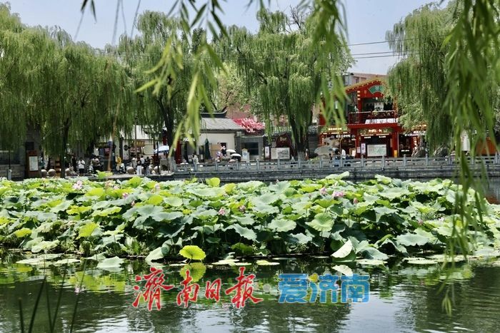 雨后百花洲畔引客来 泉城古韵共蓝天