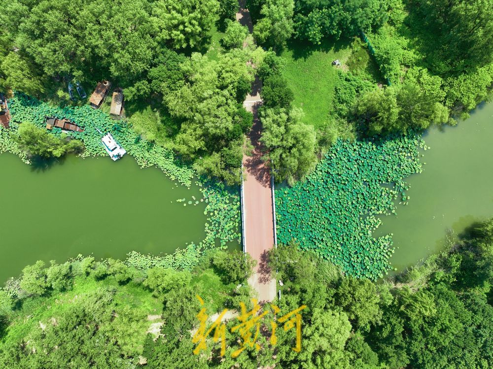 一年四季 泉在济南丨济西湿地“荷柳相伴” 碧连天