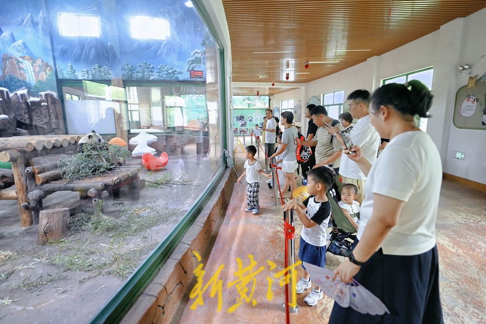 暑假期间济南动物园大熊猫馆人气旺