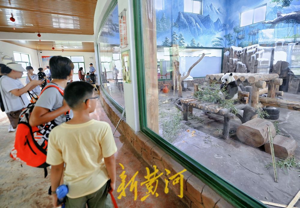 暑假期间济南动物园大熊猫馆人气旺