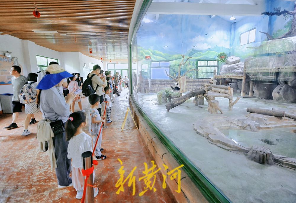 暑假期间济南动物园大熊猫馆人气旺