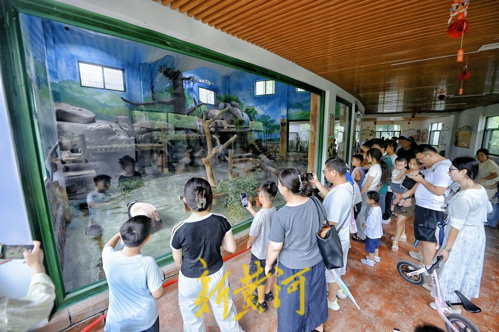 暑假期间济南动物园大熊猫馆人气旺