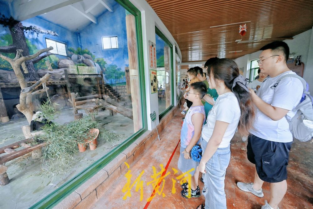 暑假期间济南动物园大熊猫馆人气旺
