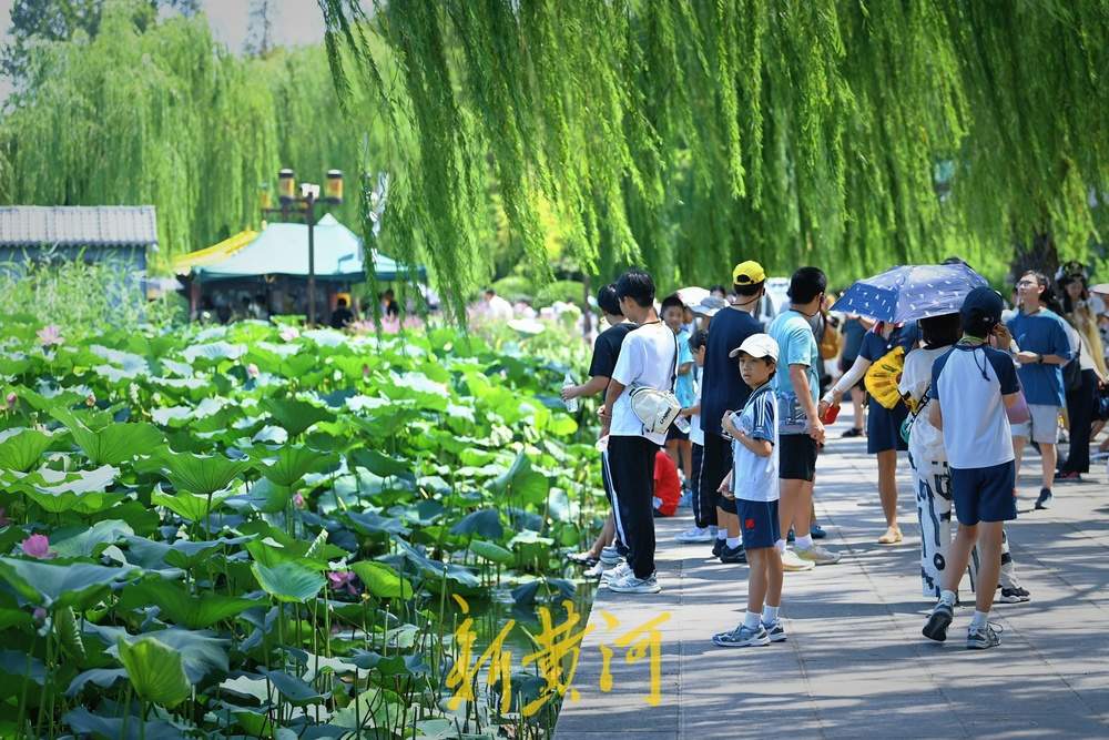 大明湖畔荷韵浓，游人赏荷正当时