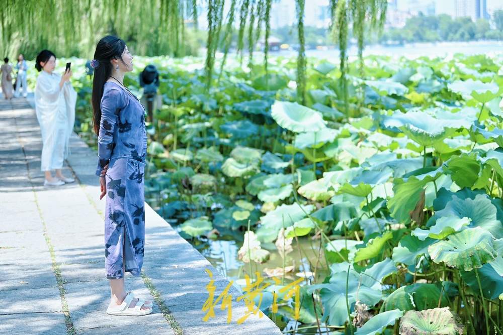 大明湖畔荷韵浓，游人赏荷正当时