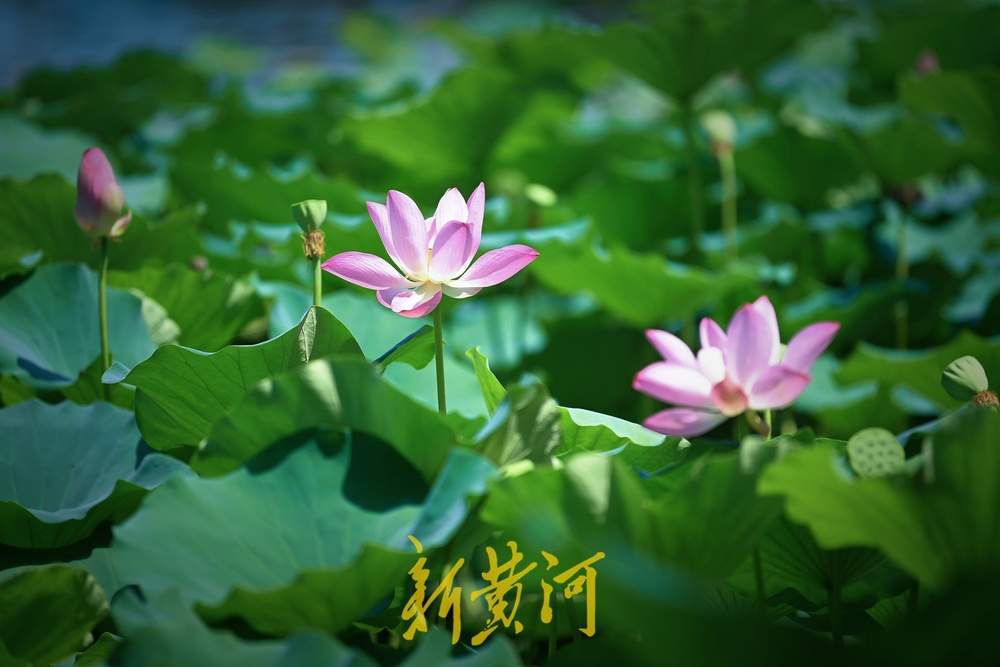 大明湖畔荷韵浓，游人赏荷正当时