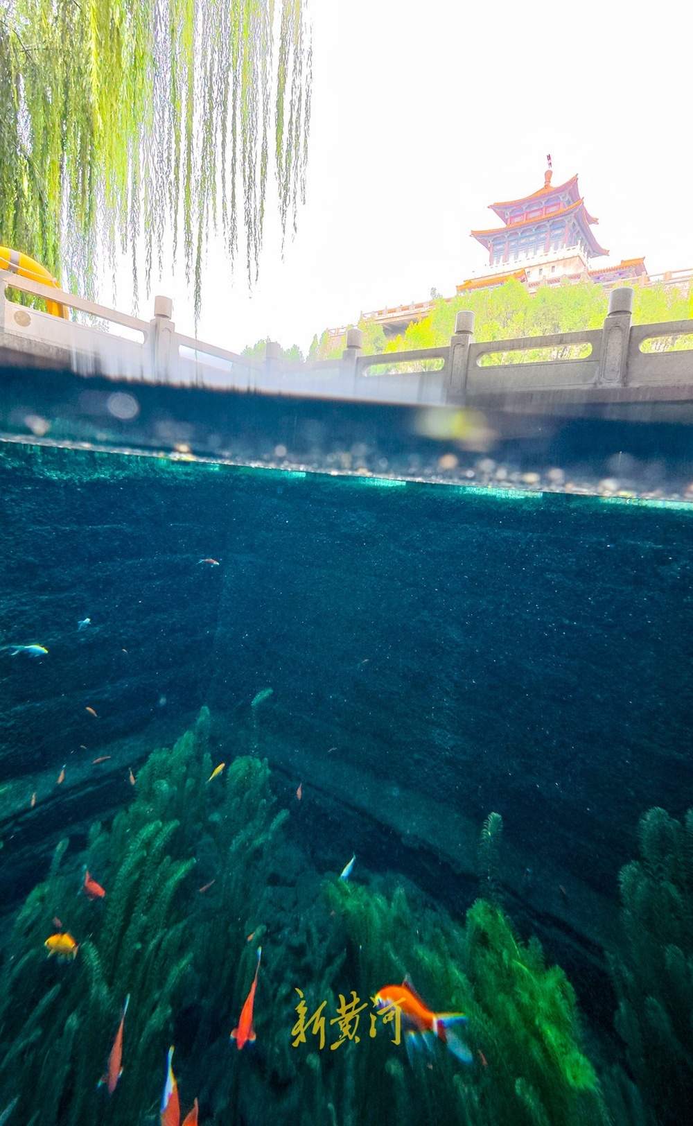 喷涌势头旺盛，济南黑虎泉将迎恢复喷涌22周年