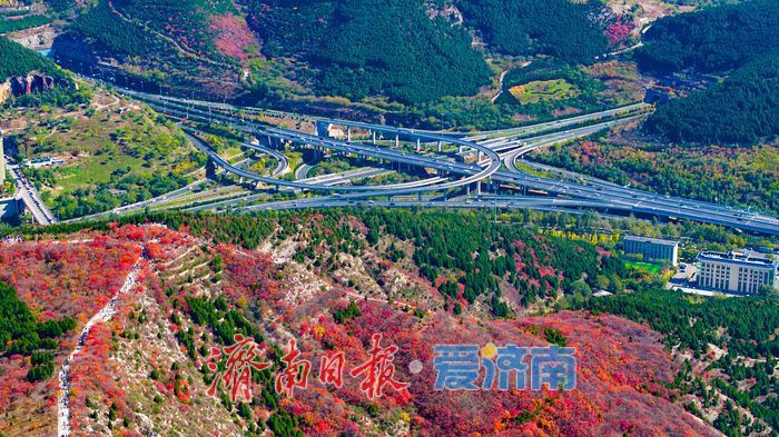 一年四季 泉在济南｜秋色染红蚰蜒山，济南市民争赴“红叶之约”