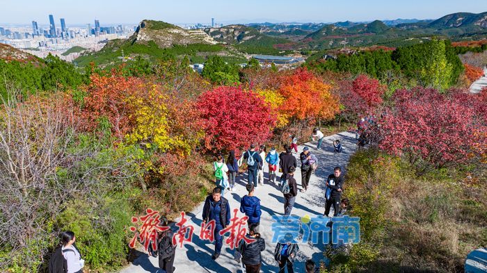 一年四季 泉在济南｜秋色染红蚰蜒山，济南市民争赴“红叶之约”