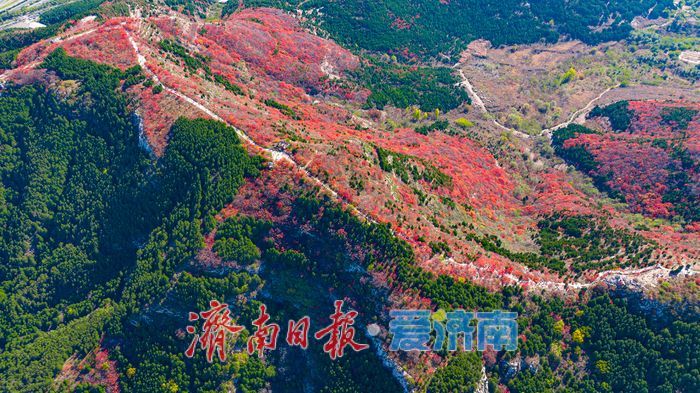 一年四季 泉在济南｜秋色染红蚰蜒山，济南市民争赴“红叶之约”