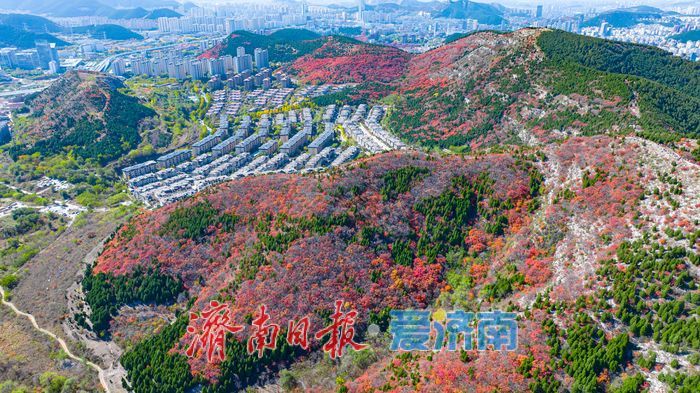 一年四季 泉在济南｜秋色染红蚰蜒山，济南市民争赴“红叶之约”