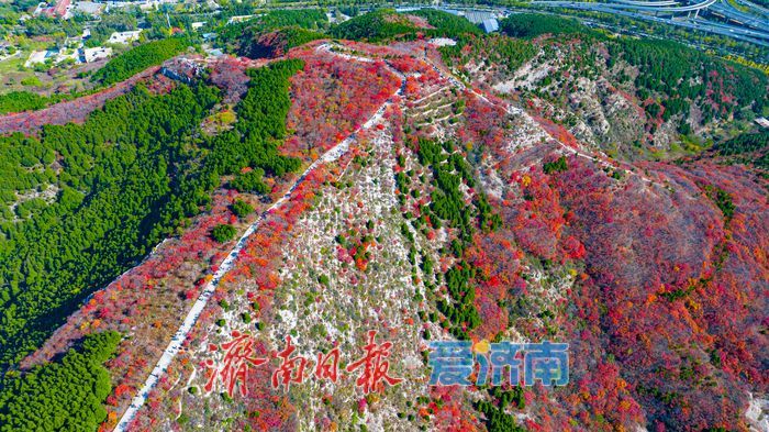 一年四季 泉在济南｜秋色染红蚰蜒山，济南市民争赴“红叶之约”