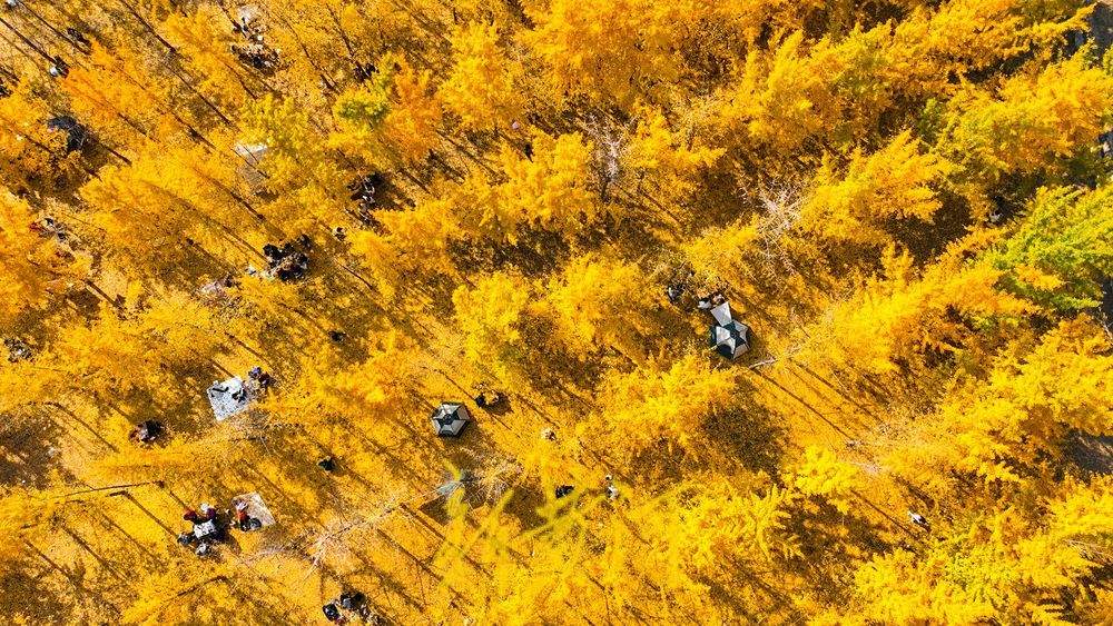 泉城气温回暖 黄河岸畔现“金色巨龙”奇观