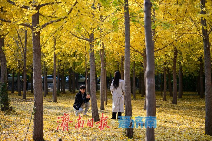 金叶翩跹母亲河 百亩银杏绘就生态画卷