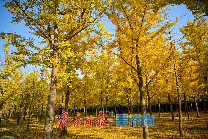 金叶翩跹母亲河 百亩银杏绘就生态画卷