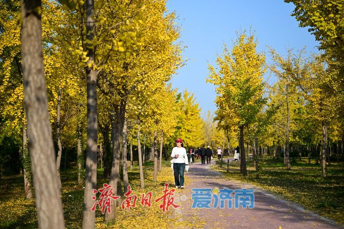 金叶翩跹母亲河 百亩银杏绘就生态画卷