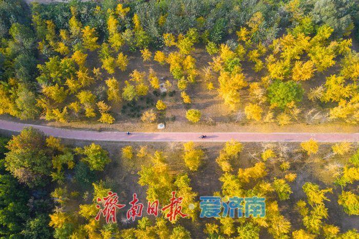 金叶翩跹母亲河 百亩银杏绘就生态画卷