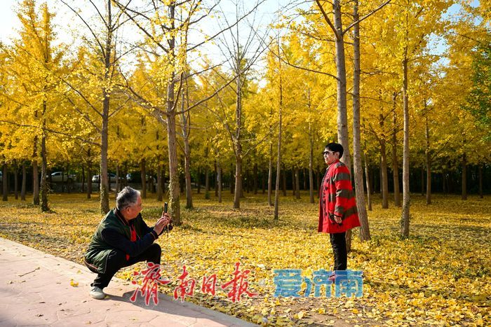 金叶翩跹母亲河 百亩银杏绘就生态画卷
