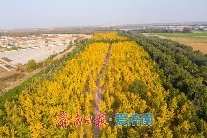 金叶翩跹母亲河 百亩银杏绘就生态画卷