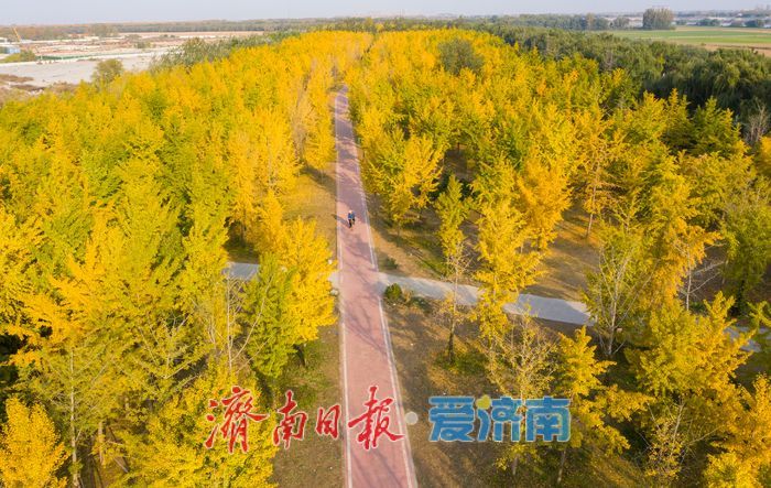 金叶翩跹母亲河 百亩银杏绘就生态画卷