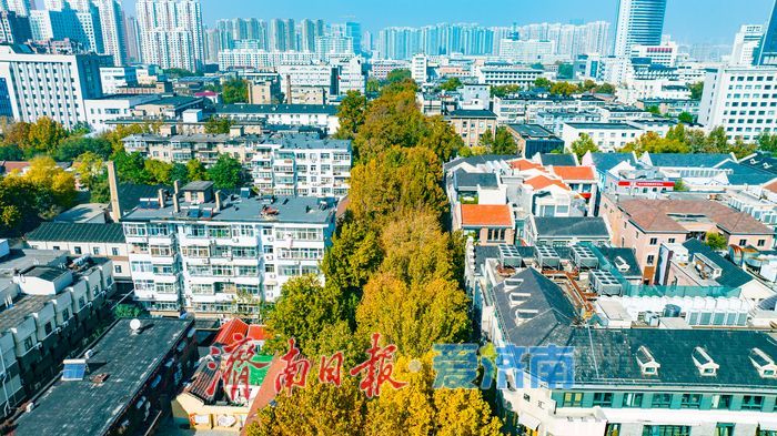 树影婆娑间,邂逅济南最温柔的秋天