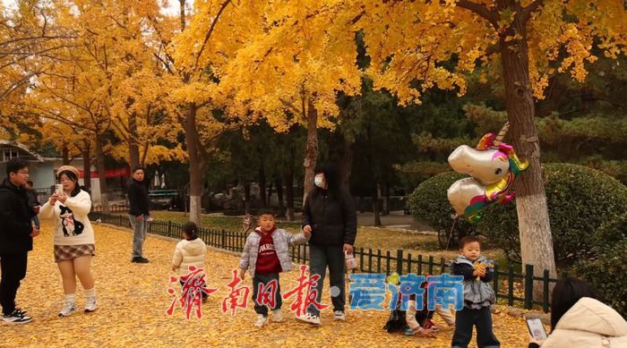 一年四季 泉在济南丨赴一场浪漫之约,公园景区最美落叶景观上线