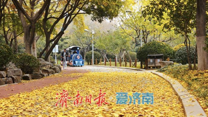 一年四季 泉在济南丨赴一场浪漫之约,公园景区最美落叶景观上线
