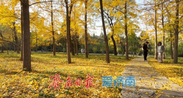 一年四季 泉在济南丨赴一场浪漫之约,公园景区最美落叶景观上线