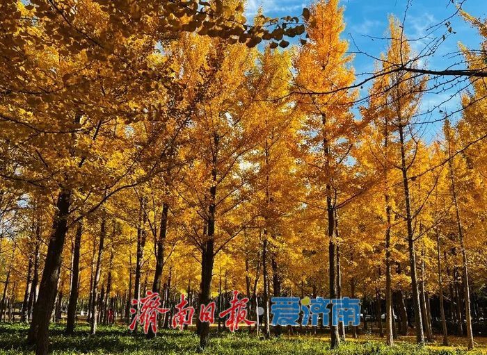 一年四季 泉在济南丨赴一场浪漫之约,公园景区最美落叶景观上线