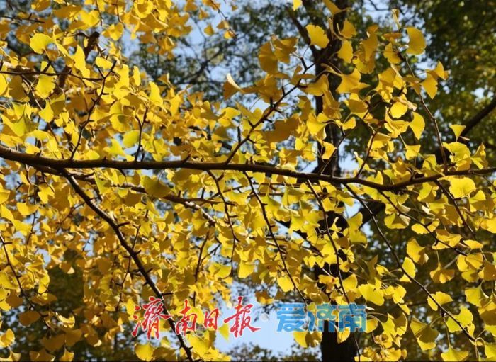 一年四季 泉在济南丨赴一场浪漫之约,公园景区最美落叶景观上线