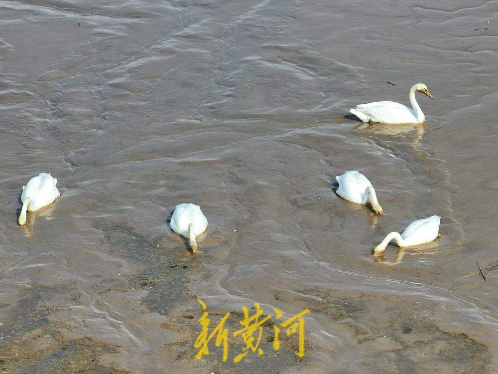 泉城“天鹅湖” 21只越冬大天鹅飞抵济南黄河北岸